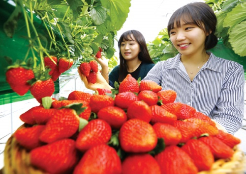 농진청, 연구용 국산딸기 수확