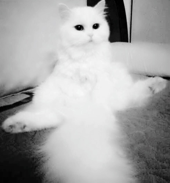 [인터뷰] 정재인 주얼리 작가가 말하는 고양이 터키쉬 앙고라