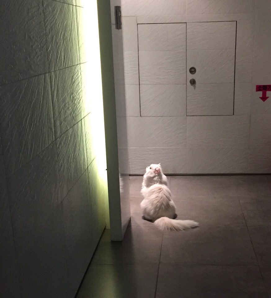 [인터뷰] 정재인 주얼리 작가가 말하는 고양이 터키쉬 앙고라