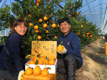 경주시, 지역특산물 '신라봉' 설맞이 본격 출하