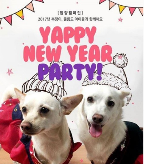 카라, 울릉도 유기견들 가족 찾아주는 'Yappy New Year Party' 행사 개최