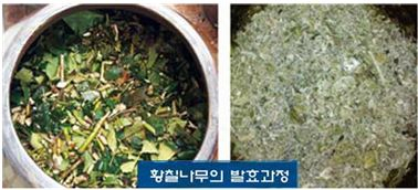 제주 쉰다리를 아시나요? 제주파나텍, 제주 전통 유산균 음료 제품화