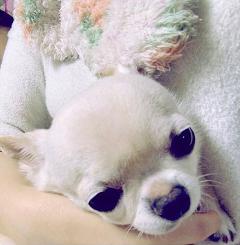 민효린, 반려동물 자주 바꾼다는 논란에 직접 해명