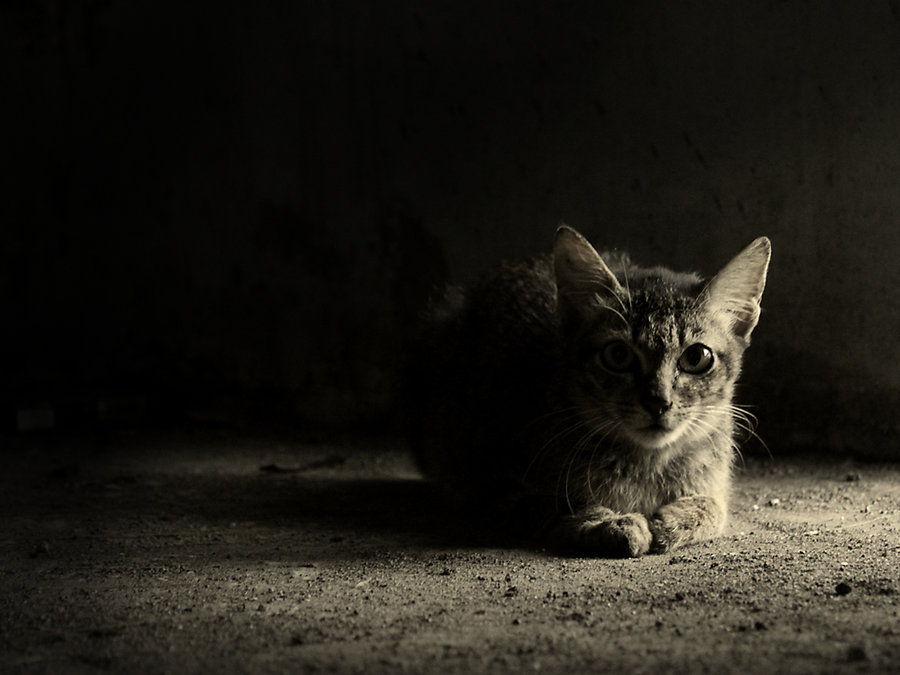 반려묘 5가지 성격유형, 당신의 반려묘는?