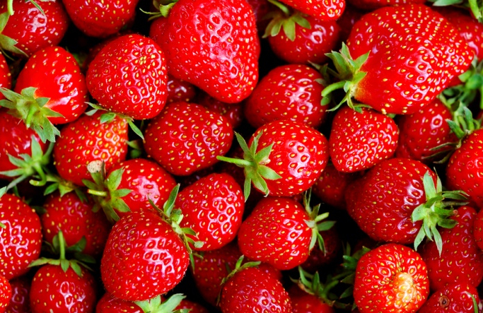 반려견에게 먹여도되는 음식 10가지