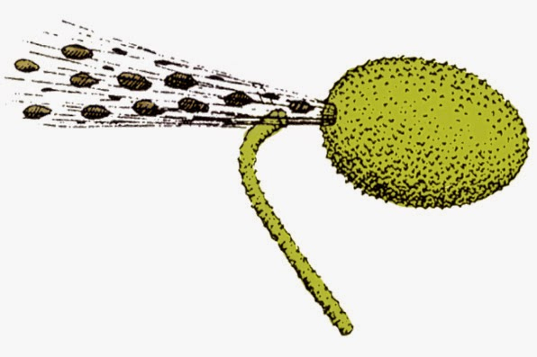 집안에서 절대 키우지 말아야할 식물