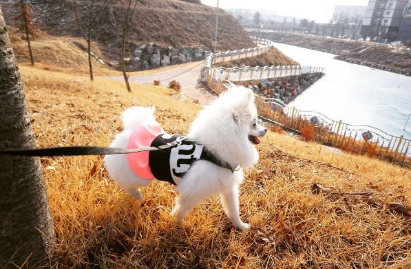 "버릴 옷들 반려견에게!" 반려견 업사이클링 의류 스타트업 '펫티스트'