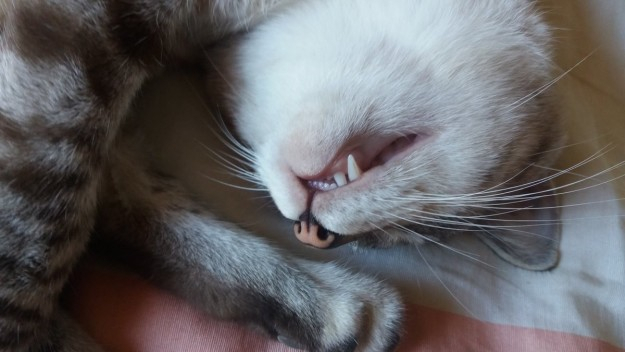 14가지 반려묘 편견에 대처하는 사이다 답안