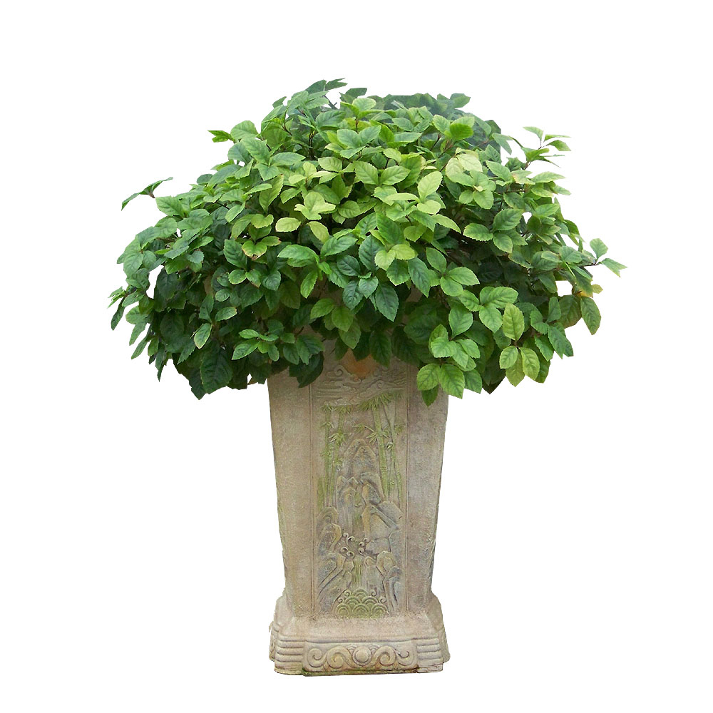 삭막한 겨울 집에서 키울 수 있는 공기정화식물 5선