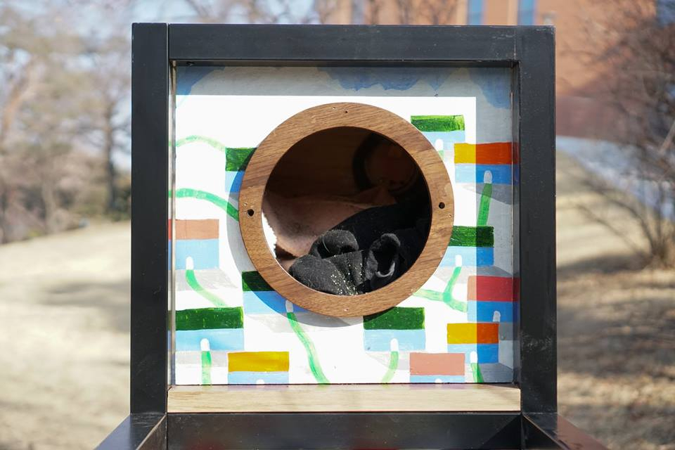 대학 길냥이 집지어주는 '대냥이 프로젝트', 서울대에 첫번째 집 완성