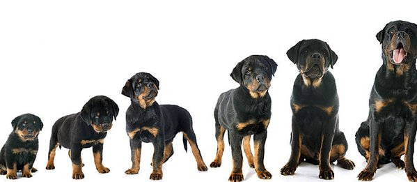 '반려인'이라면 알아야할 '7가지 사료선택법'