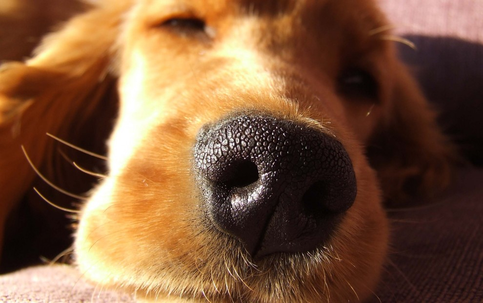 우리가 몰랐던 반려견의 5가지 비밀