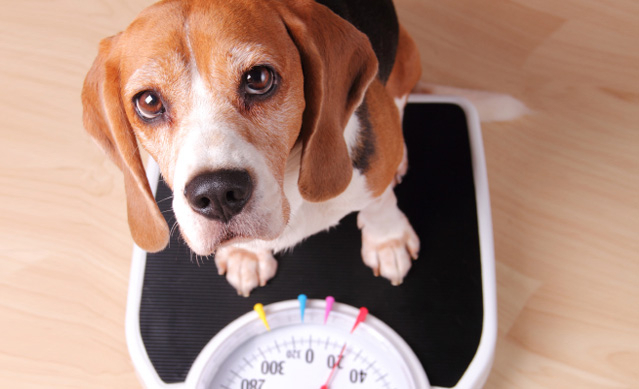 반려동물 항공여행 시 알아야할 4가지 정보