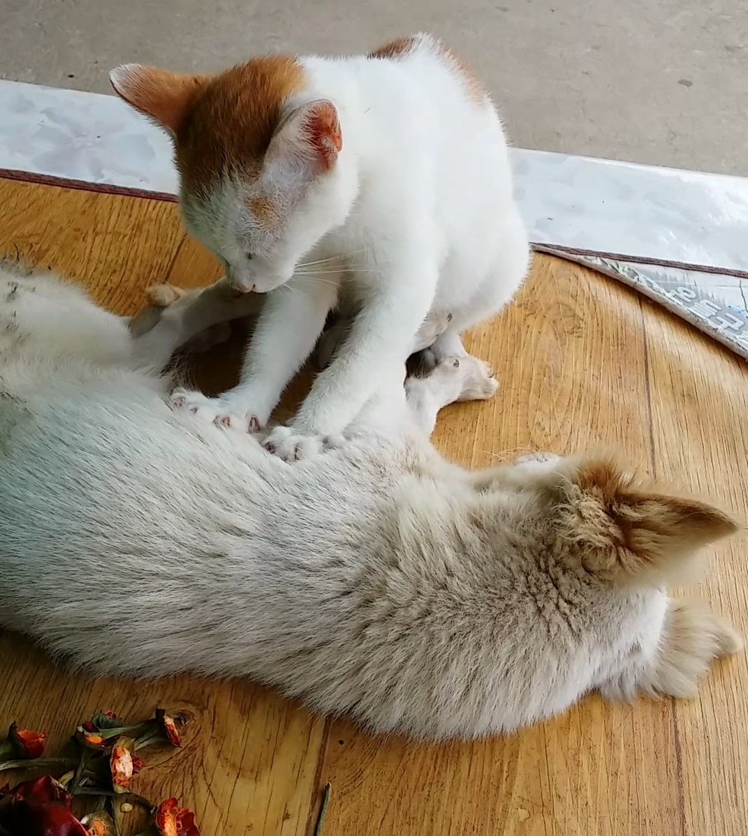 초보집사를 위한 '반려묘 용어사전'