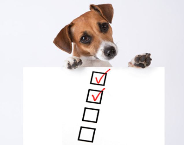 반려동물 항공여행 시 알아야할 4가지 정보