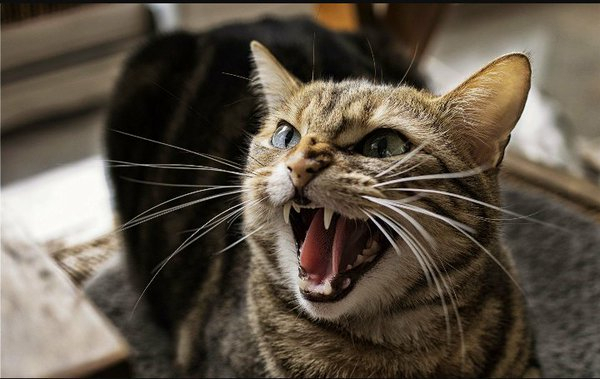 초보집사를 위한 '반려묘 용어사전'