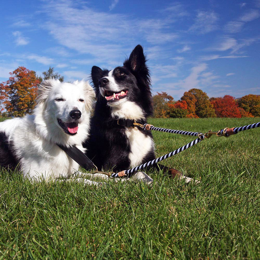 두 번째 반려견 입양시 조언 5가지