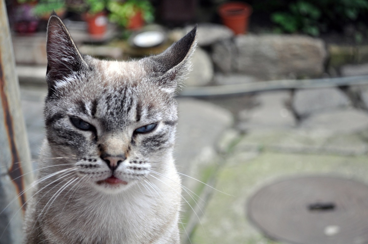 반려묘가 싫어하는 주인 TOP 4