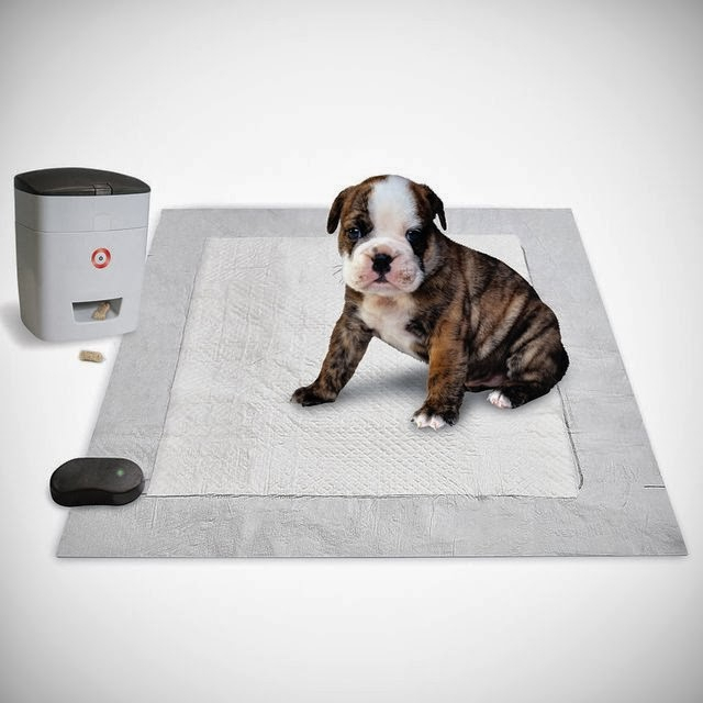 반려견 배변훈련 팁 3가지