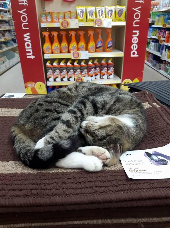 마트 유명인사된 영국 유기묘 '조지'