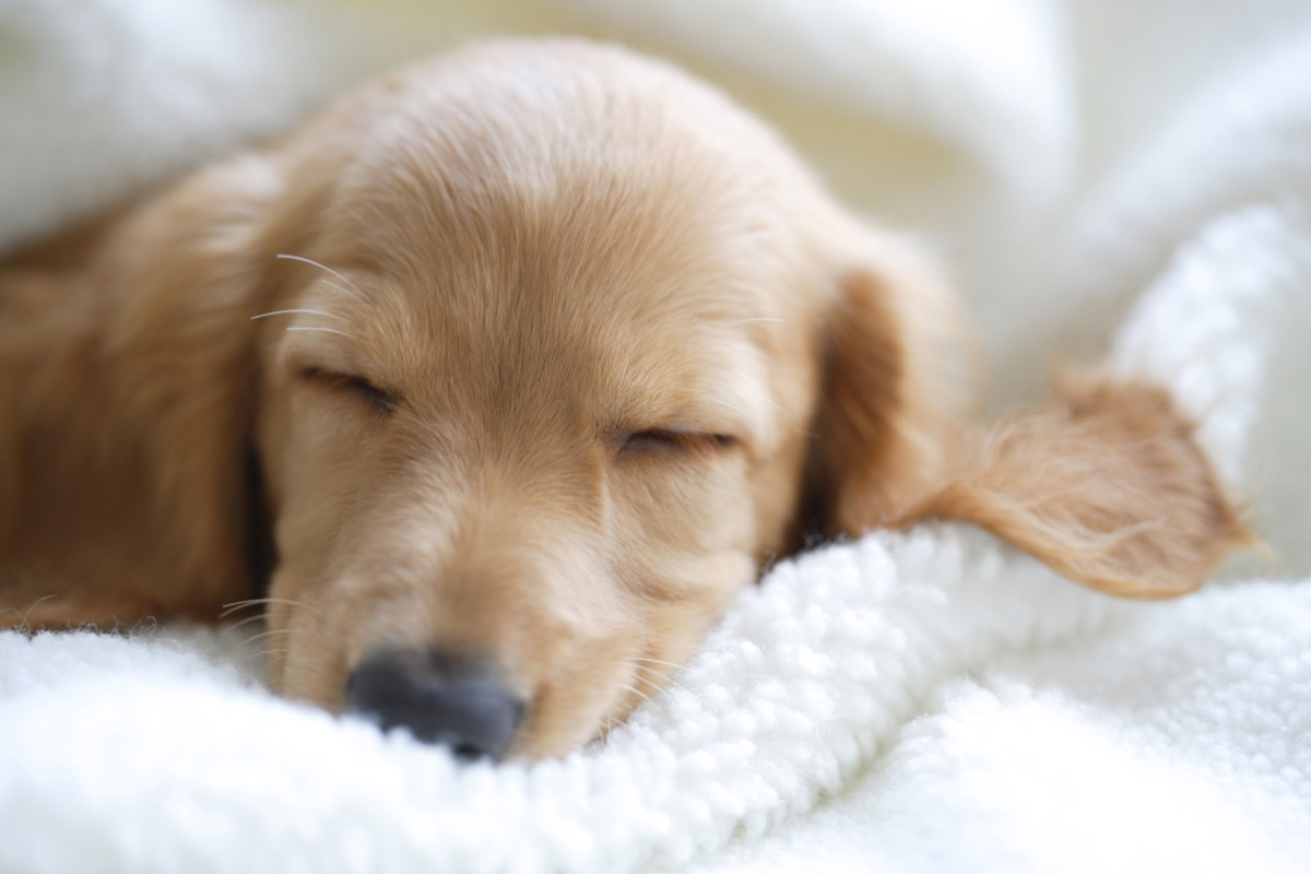 반려견의 3가지 애정표현 방법