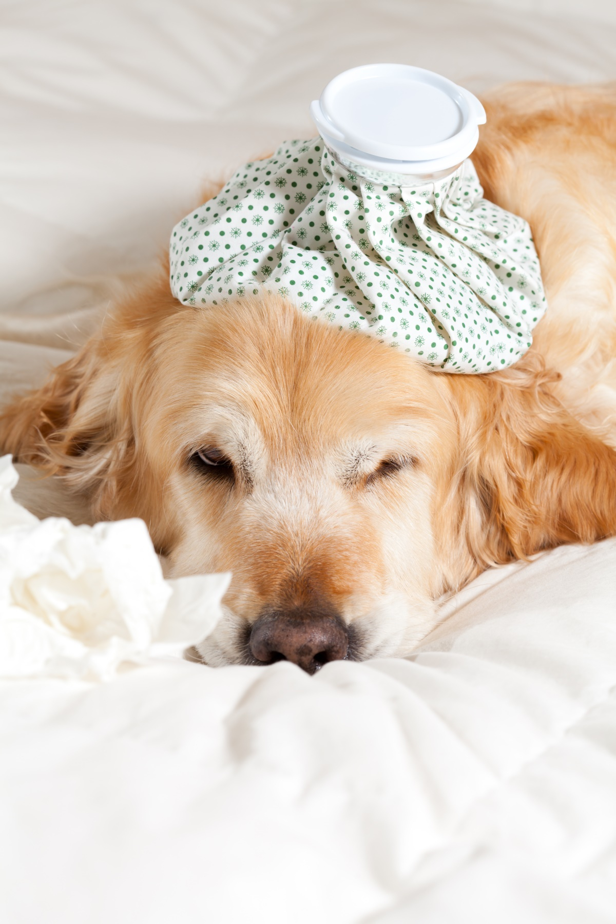 반려견 설사 상식 4가지