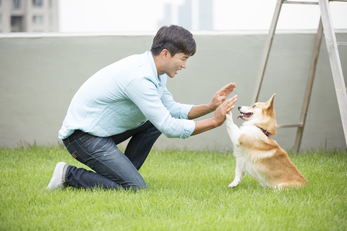 반려견 '앞 발 인사' 훈련법