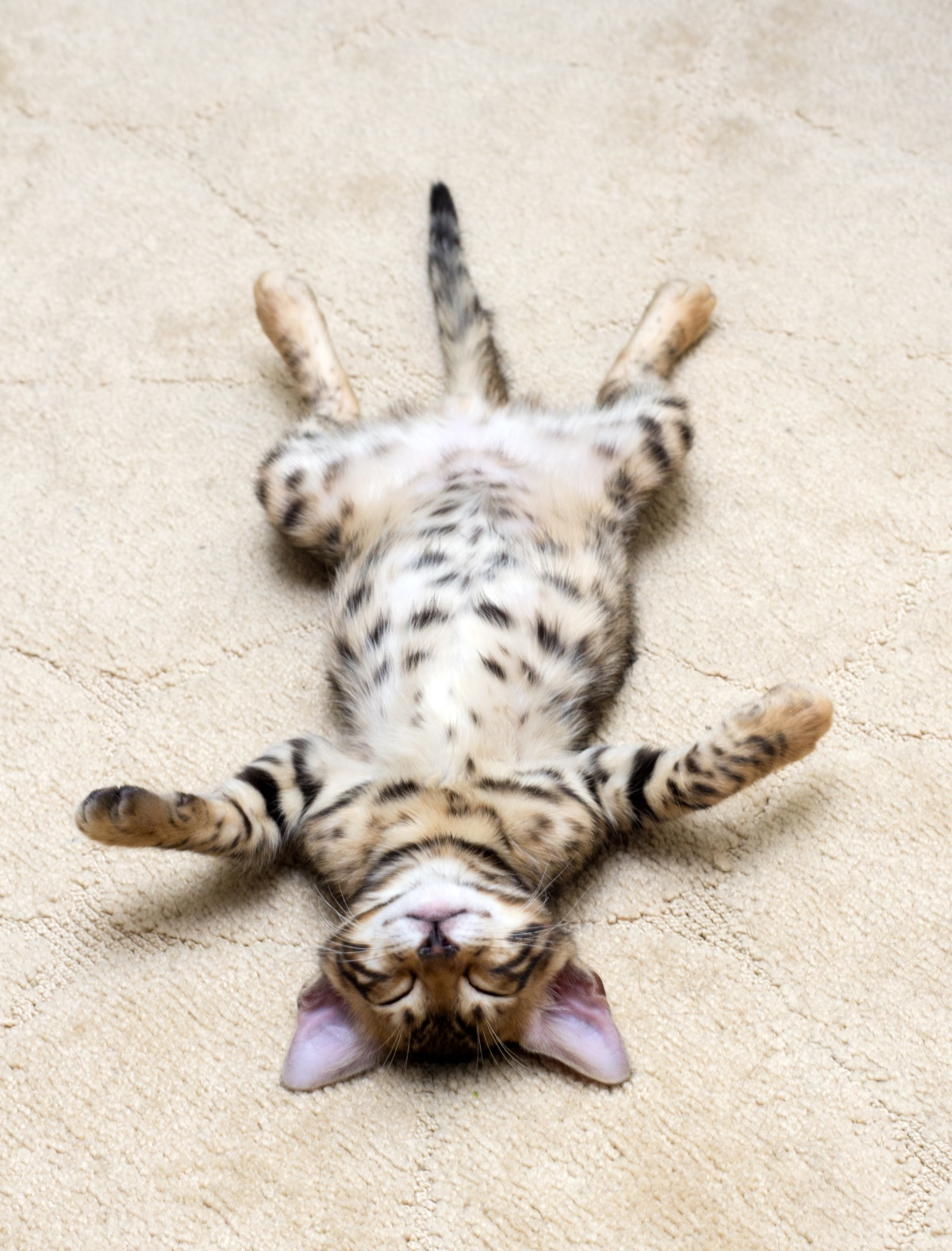 '고양이 집사라면 해본 이상한 행동 12가지'