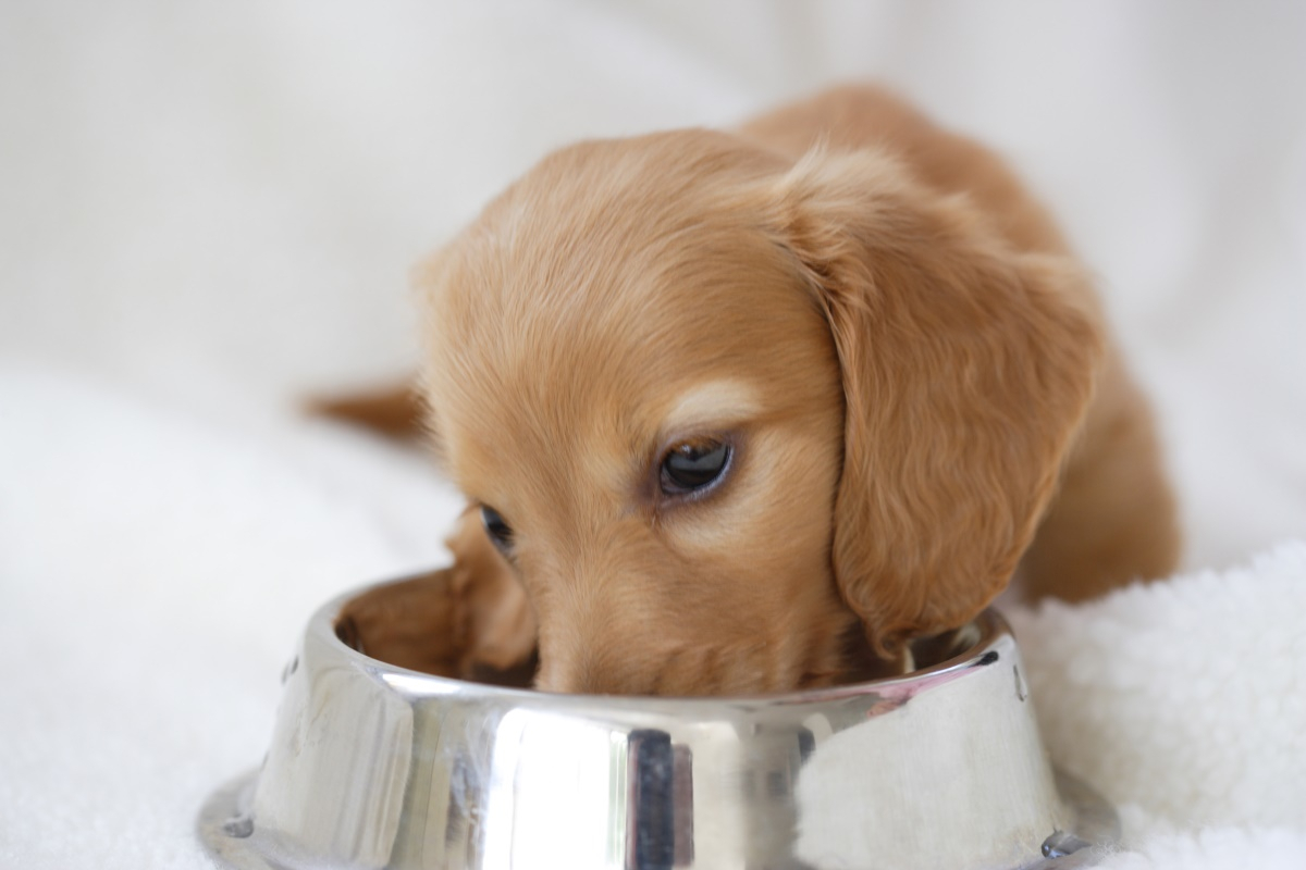 반려동물, 결석예방 관리법 2가지