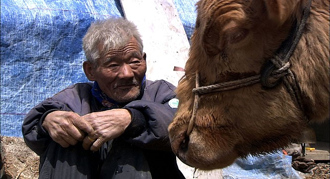 日 오사카부립大, 반려견 감정 이해하는 기기 개발