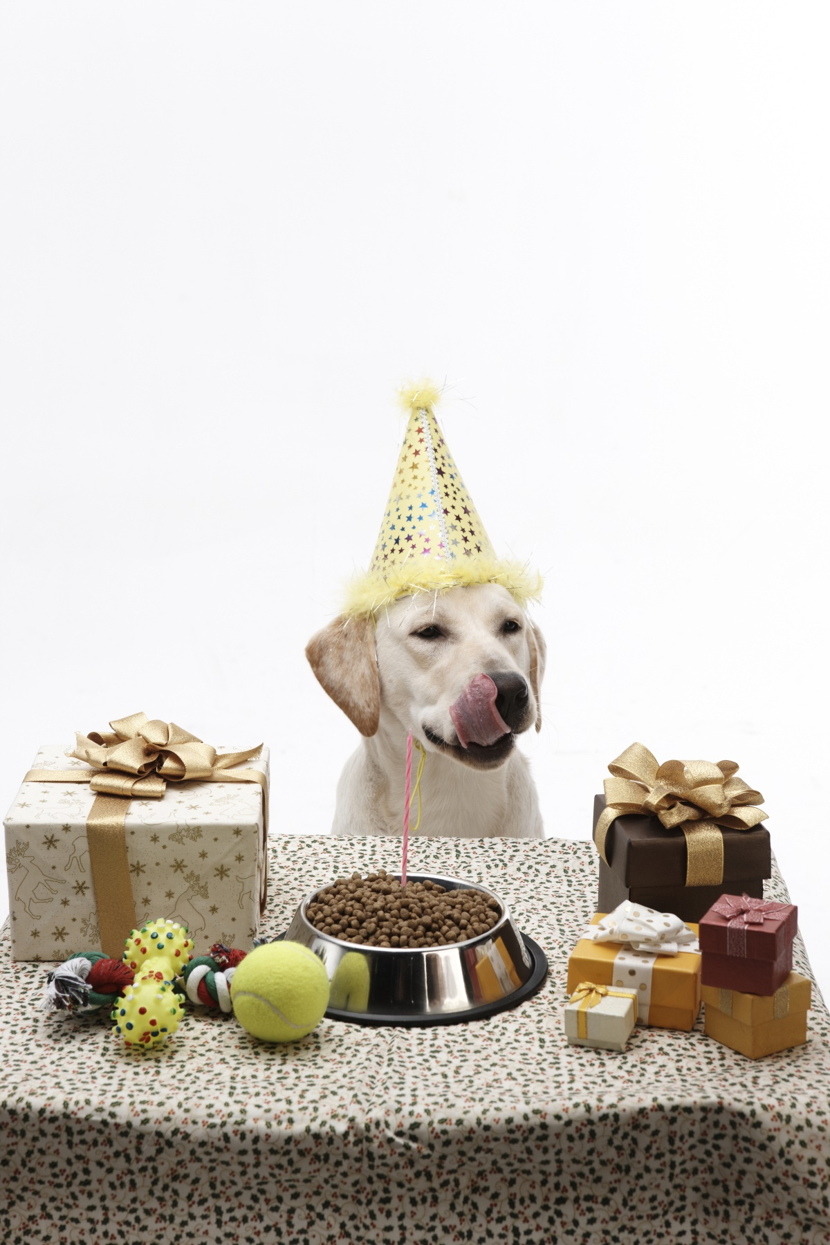 '국제 강아지의 날'을 기념하는 5가지 방법