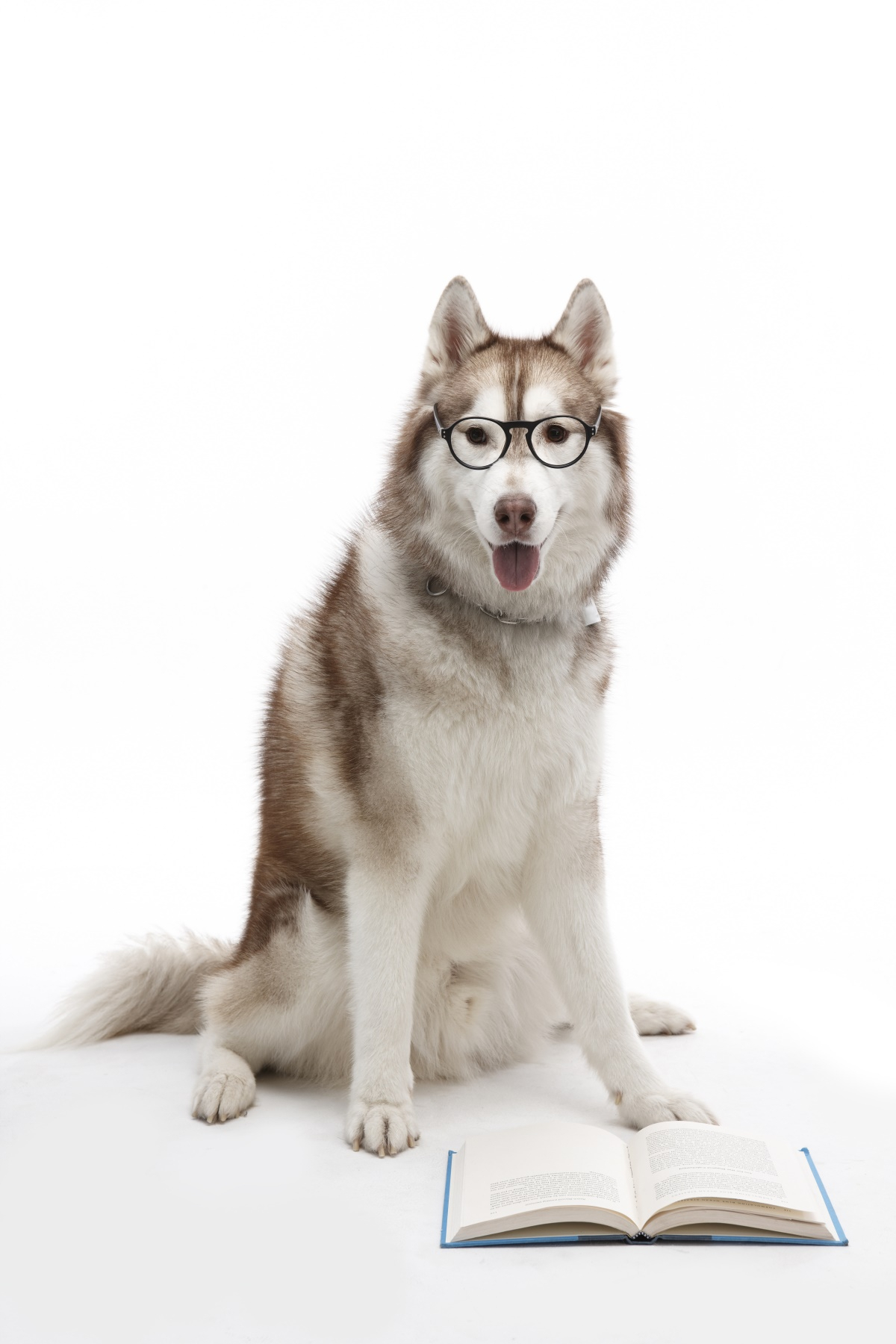 '국제 강아지의 날'을 기념하는 5가지 방법