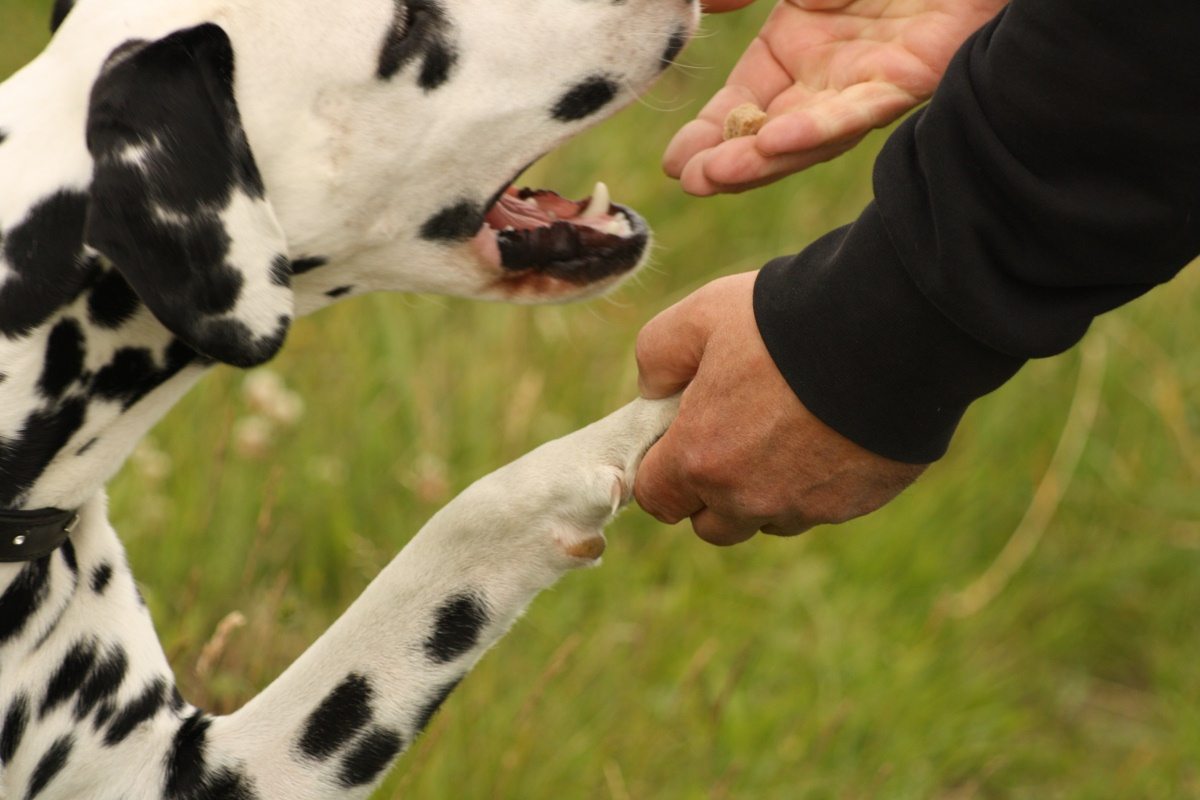 반려견 짖는 습관 고치는 5가지 방법