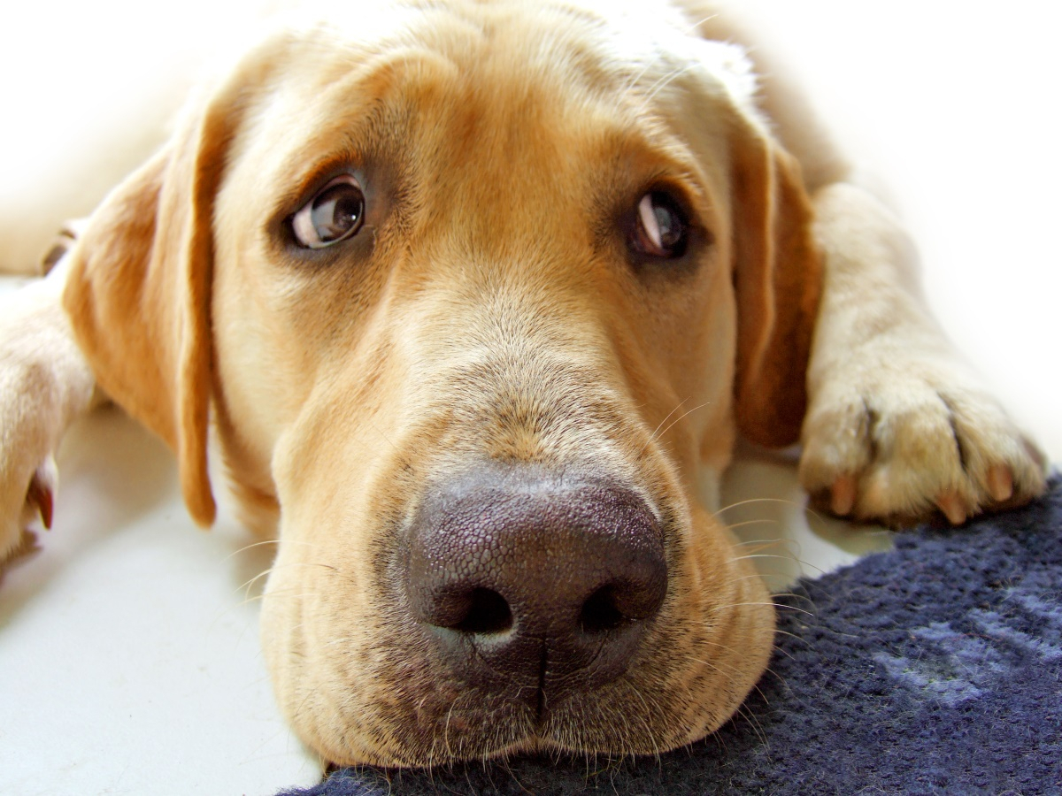 반려견 짖는 습관 고치는 5가지 방법