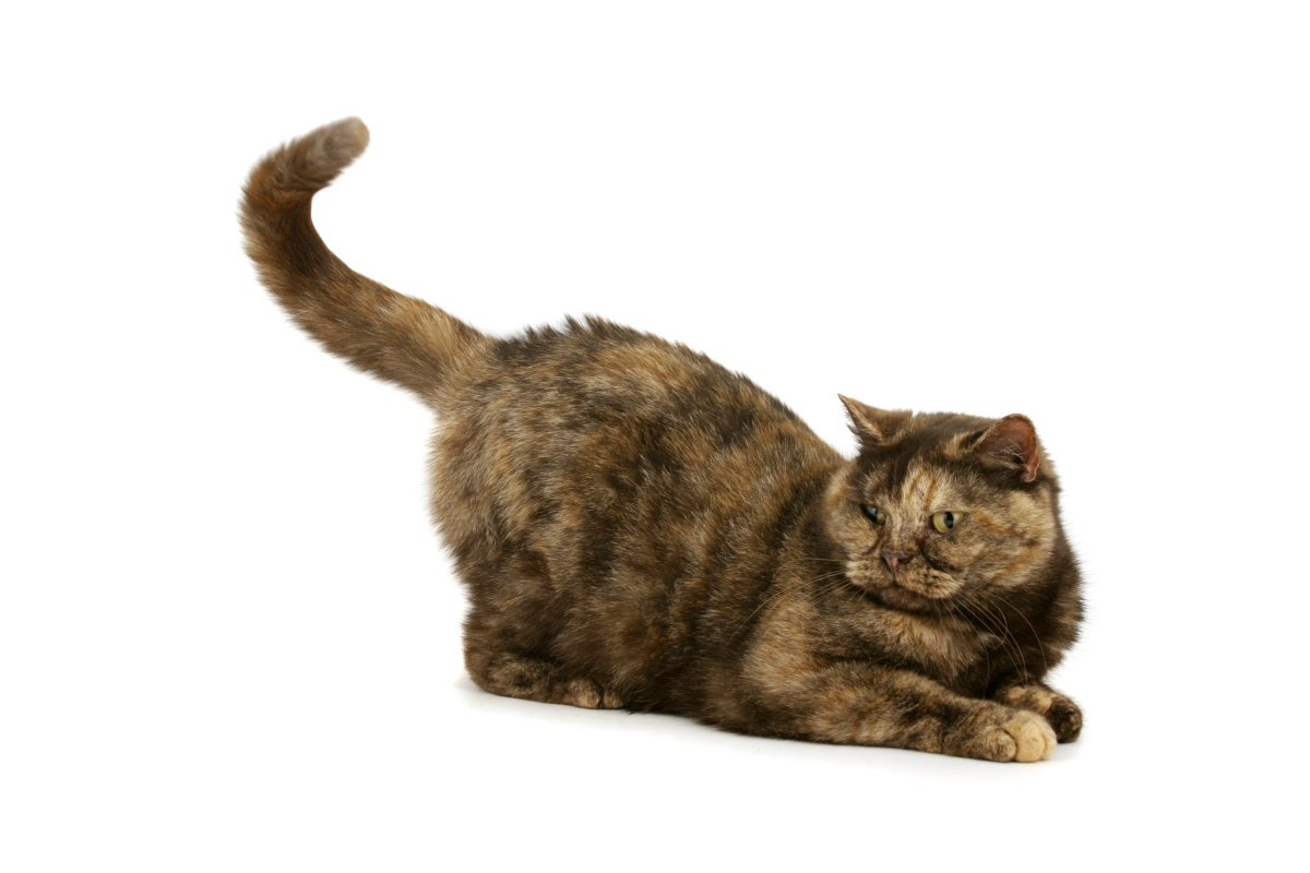 집사를 위한 반려묘 '꼬리언어' 5가지