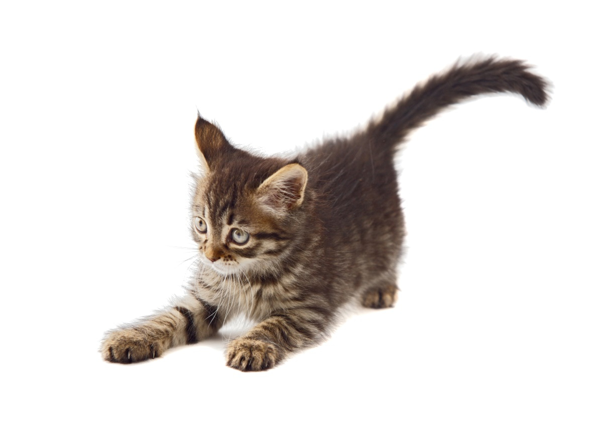 집사를 위한 반려묘 '꼬리언어' 5가지