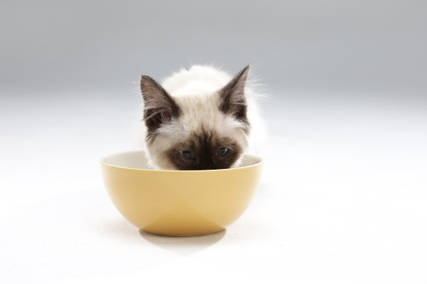 반려묘가 싱크대 수돗물만 마셔요...버릇 고치는 법