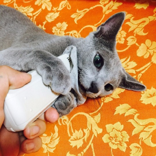 [반려동물 Q&A] 육식동물 고양이도 식물을 섭취한다?