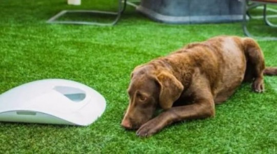 집에 혼자둔 반려동물 돌보는 아이템 잇따라 선보여