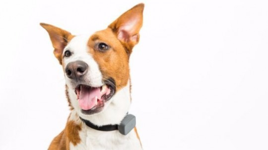 집에 혼자둔 반려동물 돌보는 아이템 잇따라 선보여