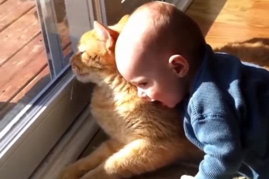 [반려동물 Q&A] 아기와 반려동물 어떻게 해야 잘 지낼 수 있을까?