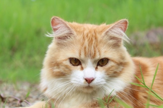 애리조나의 단독주택, '고양이 테마'로 꾸며져