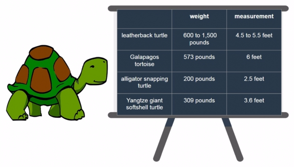 거북이에 대한 모든 것