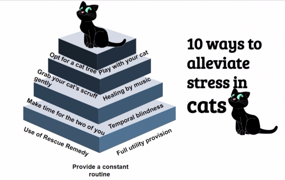 고양이 스트레스 완화법 10가지 