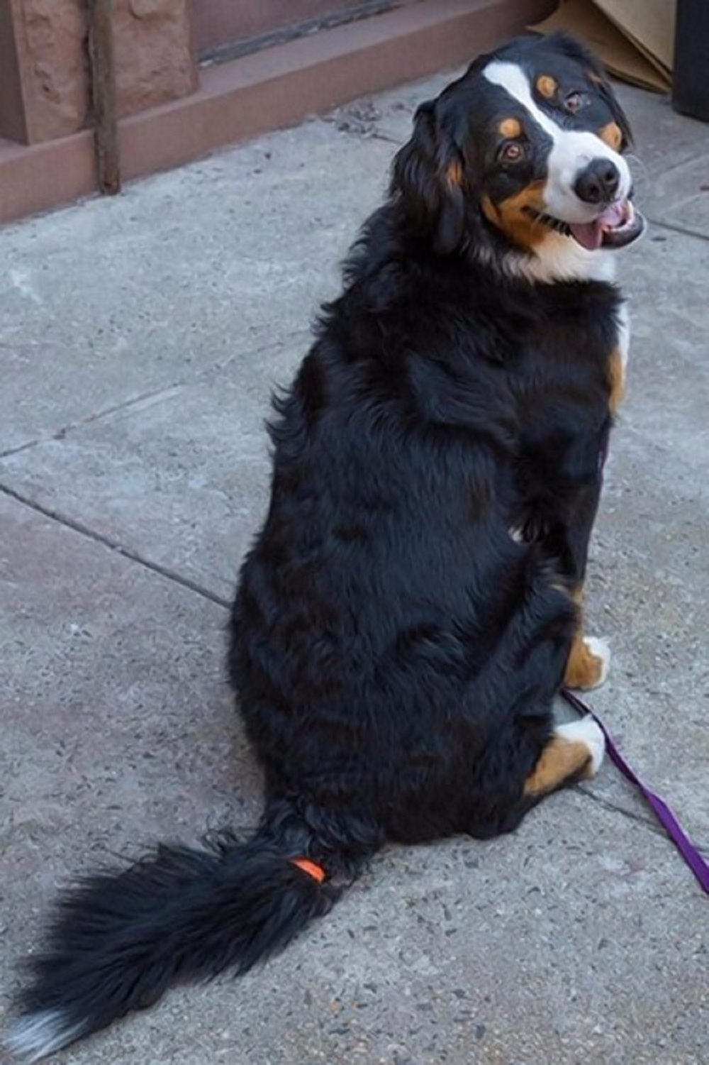 '3D프린팅 고양이 번역기'부터 '강아지 꼬리 번역기'까지