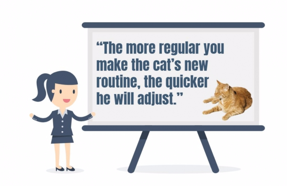 밤늦게 당신을 깨우는 고양이의 행동을 교정하는 방법