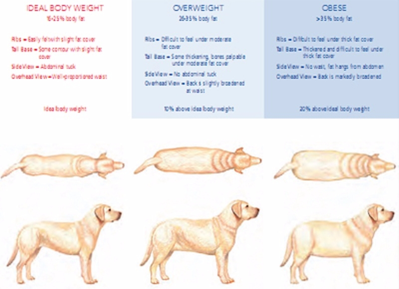 반려동물 중성화, 여전히 논란...중성화수술의 득과 실