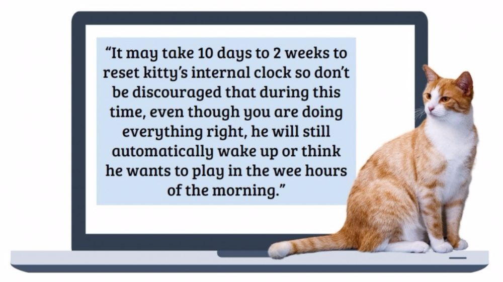 밤늦게 당신을 깨우는 고양이의 행동을 교정하는 방법