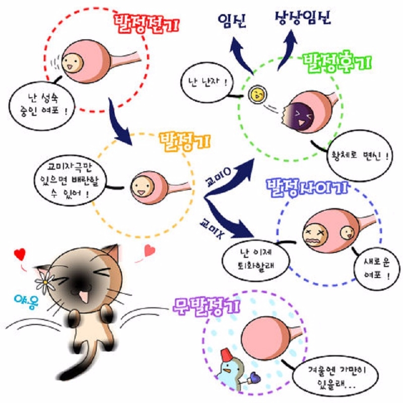 반려동물 중성화, 여전히 논란...중성화수술의 득과 실