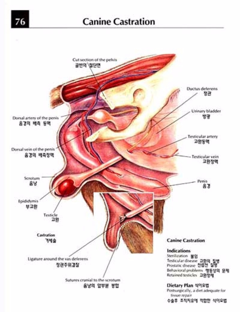반려동물 중성화, 여전히 논란...중성화수술의 득과 실